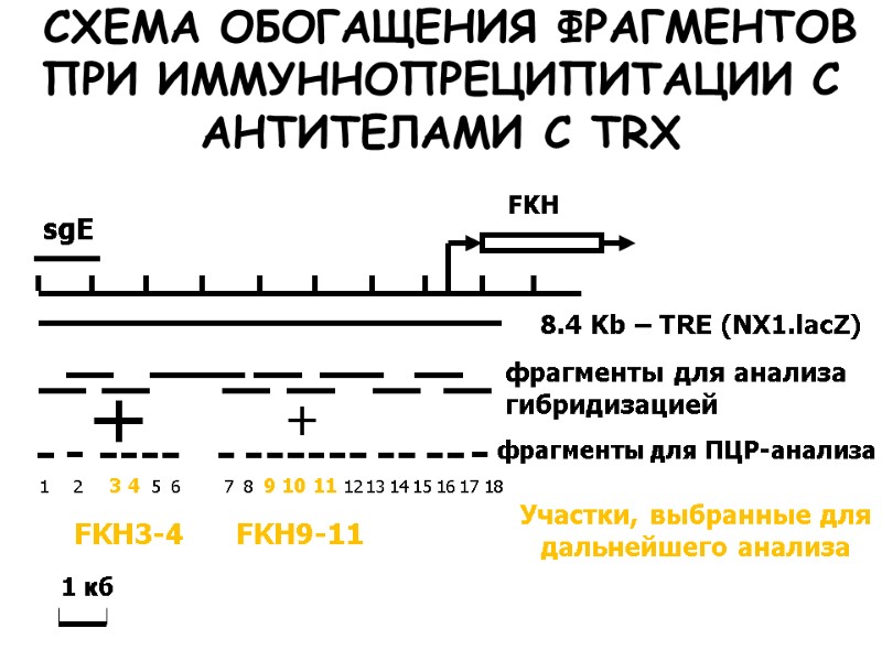 8.4 Kb – TRE (NX1.lacZ)  СХЕМА ОБОГАЩЕНИЯ ФРАГМЕНТОВ ПРИ ИММУННОПРЕЦИПИТАЦИИ С АНТИТЕЛАМИ С